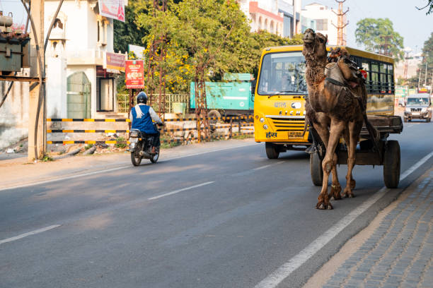 wild camels at tarmac highway with bright daylight