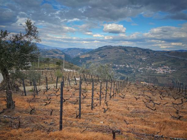 istock Scenic view at wineries and hills in Douro Valley. 2163784602