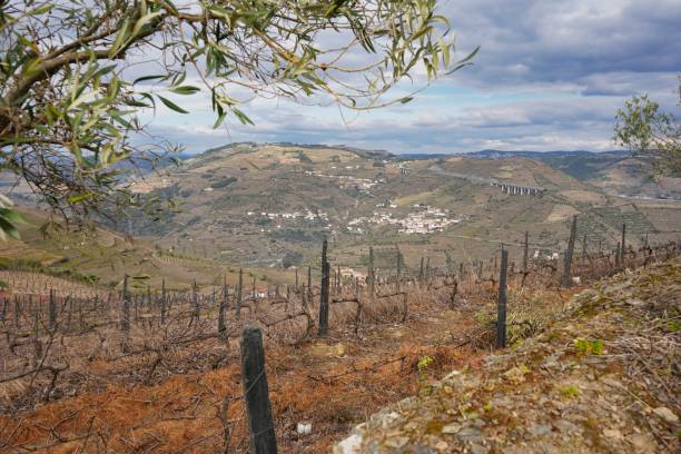 istock Scenic view with olive branch at wineries and hills in Douro Valley. 2163784676