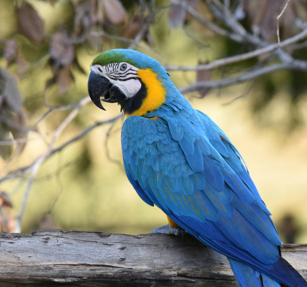 istock Close-up image of Blue-and-yellow Macaw (Ara ararauna) 2163788466