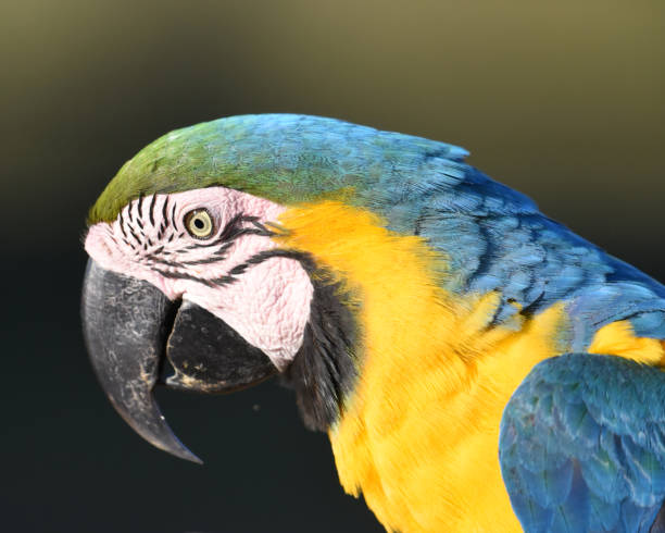 istock Close-up image of Blue-and-yellow Macaw (Ara ararauna) 2163788489
