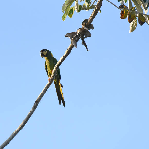 2,000+ Free Collared Macaw & Parrot Photos - Pixabay