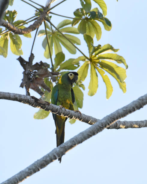 2,000+ Free Collared Macaw & Parrot Images - Pixabay