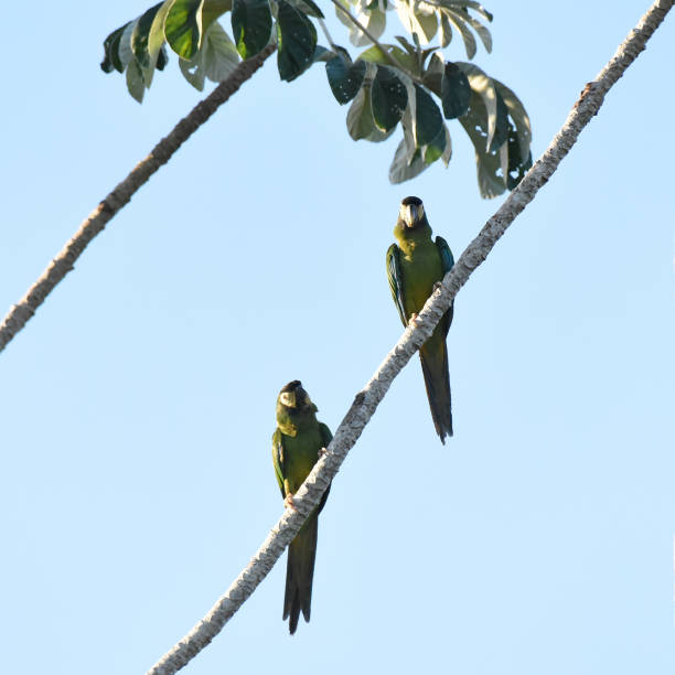 istock Pair of Golden-collared Macaw (Primolius auricollis) perching on a branch 2163788665