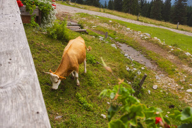 Happy cow munching on grass at the mountain ranch