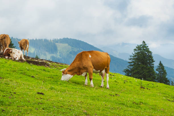 Beef cattle farm with free-range cows roaming around the ranch