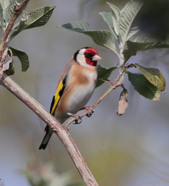 istock Goldfinch [Carduelis carduelis] 2163793403