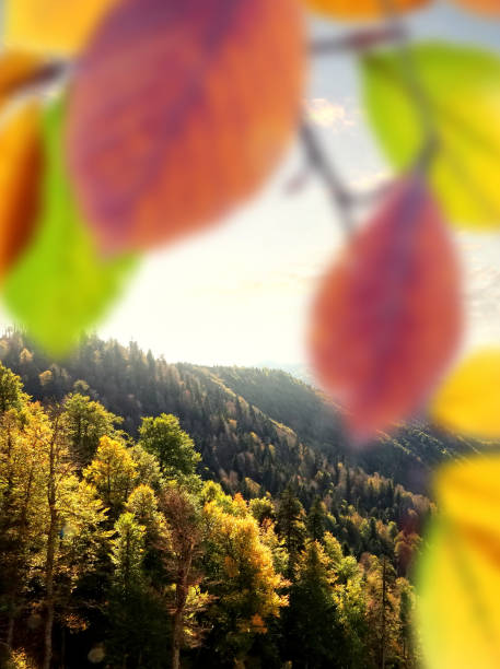 Mountainside colorful landscape in Abant, Turkey