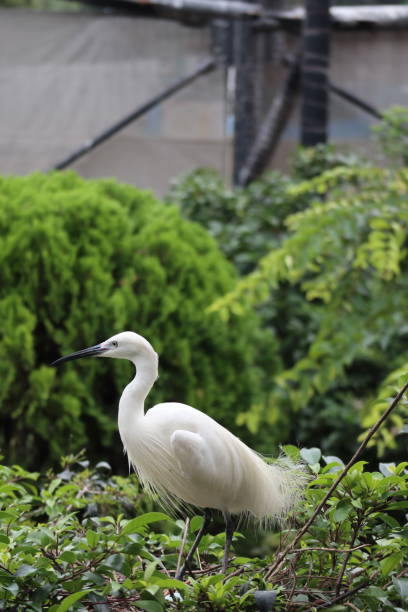 istock A bird perches on its nest in a green leafy tree 2163793974