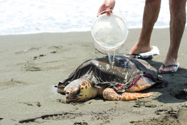 istock A man trying to keep a tired and sick loggerhead turtle (caretta caretta), washed up on the beach, alive and safe. 2163794057