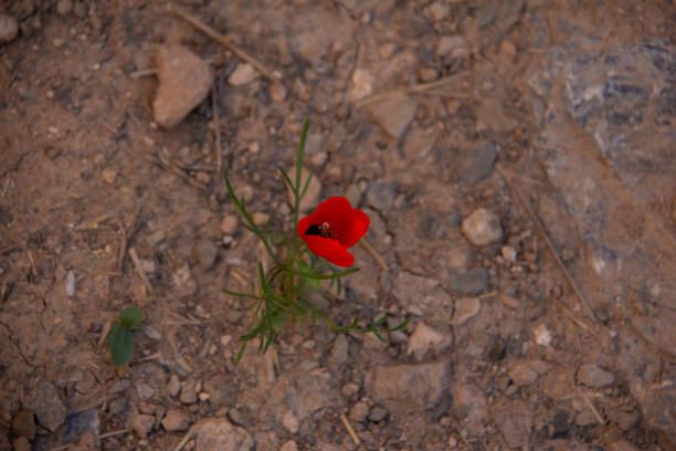 Common poppy red flower Plant In the nature of Kurdistan province of Iran