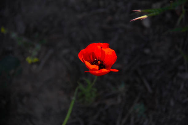 Common poppy red flower Plant In the nature of Kurdistan province of Iran