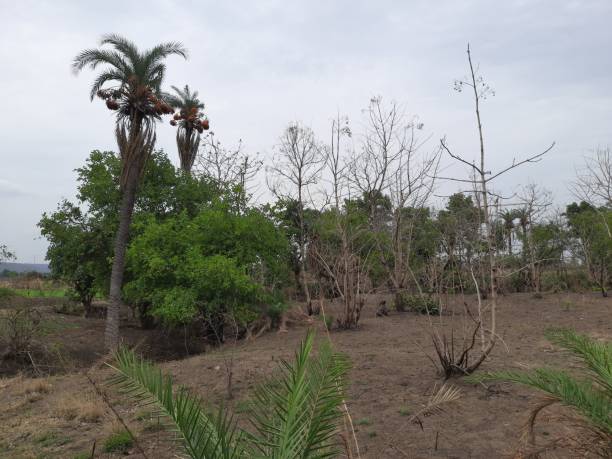 istock dates trees and various plants in the forest with cloudy sky background 2163795425