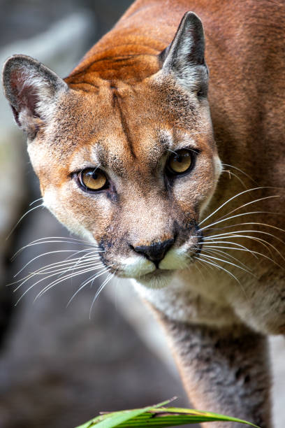 istock Mountain Lion (Puma concolor) Found in the Americas 2163797239