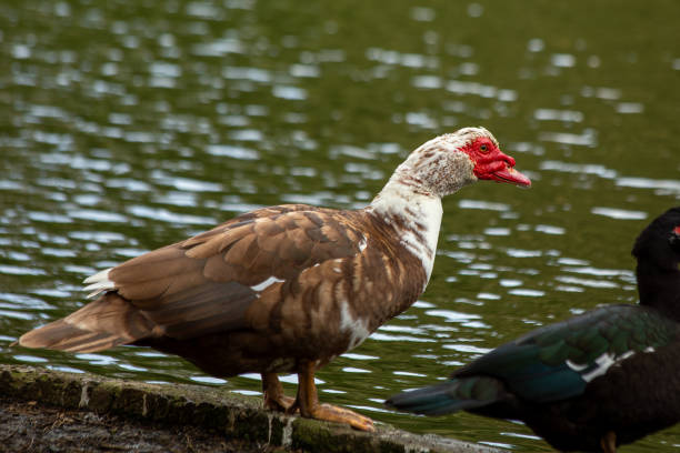 istock Muscovy Duck (Cairina moschata) Found in Central and South America 2163797264