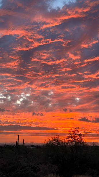 istock Arizona sunset scattered colorful clouds saguaro cactus and trees 2163798148