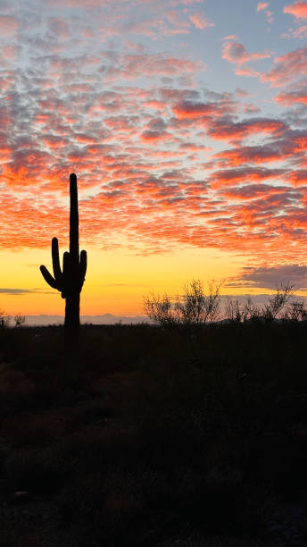 istock Arizona sunset scattered colorful clouds saguaro cactus and trees 2163798161