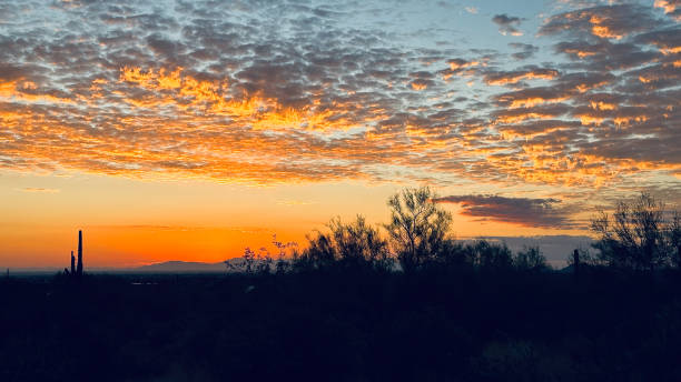 istock Arizona sunset scattered colorful clouds saguaro cactus and trees 2163798230