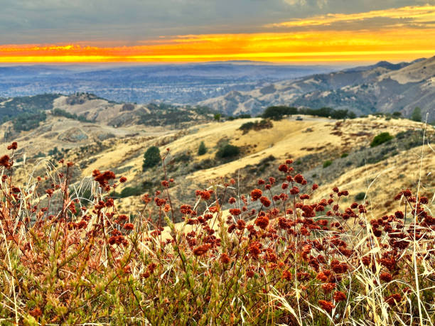 Rolling golden hills in central califorinal lit up as sun sets