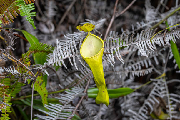 Rainforest bottle plants are commonly known as Nepenthes or tropical pitcher plants. Nepenthes have modified leaves known as pitfall traps, which resemble bottles or pitchers. These traps contain a liquid that helps to capture and digest insects and other small prey, providing the plant with essential nutrients. Tanjung Puting National Park, Borneo, Indonesia.