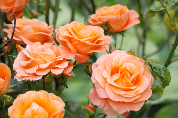 Perfect orange-pink roses