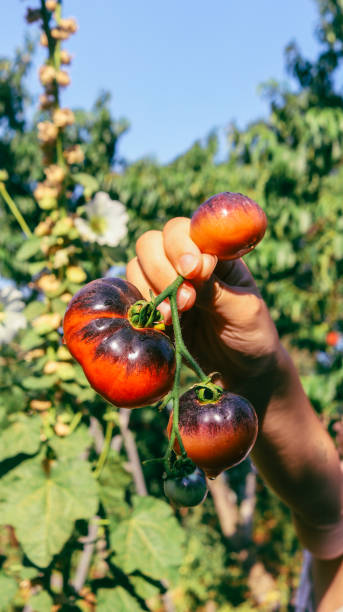 istock Fresh organic tomatoes from the garden 2163802487