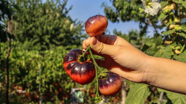 Fresh organic tomatoes from the garden