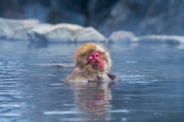 istock Snow monkey (Japanese Macaque) in a hot water, Nagano, Japan 2163803070