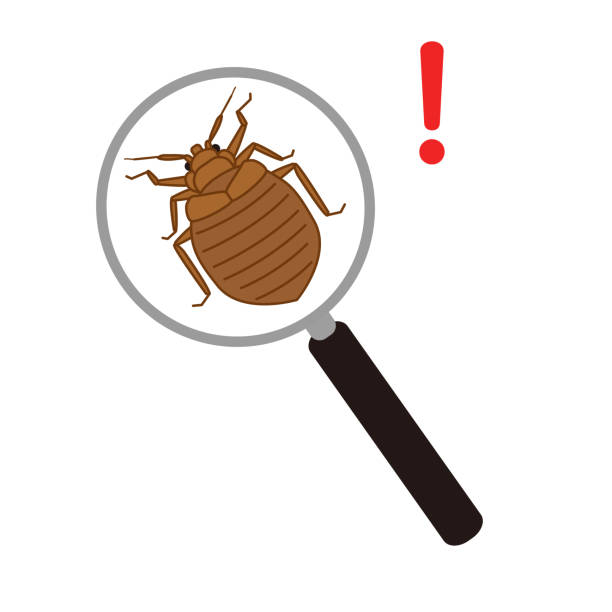 istock Illustration of bed bugs being discovered with a magnifying glass 2163803340