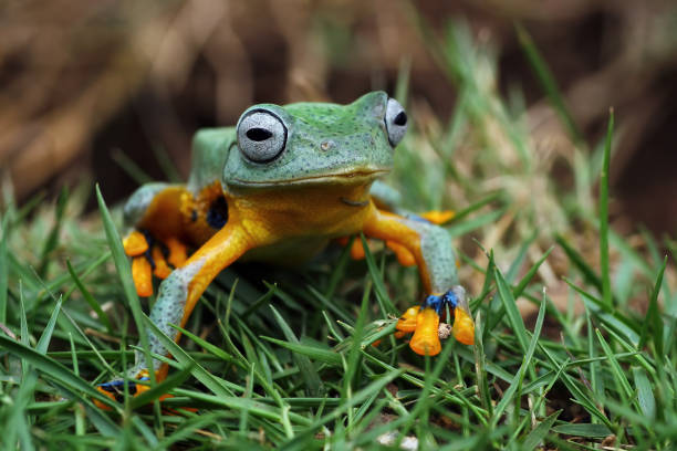 istock flying tree frog sitting on grass, Rhacophorus reinwardtii 2163804105