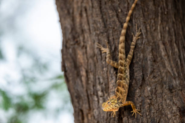 istock Common Garden Lizard or Oriental garden lizard or Calotes versicolor on tree trunk camouflaged in natural wood color background in forest of india asia 2163804611