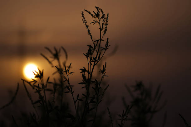 sunset in the field, sunset in the grass, dark orange sky, grass, meadow, nature, summer evening, dark sky, sundown in the meadow