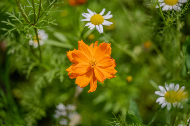 Californian poppy in a meadow