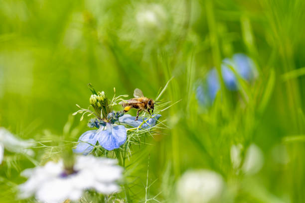 Bee on a flower in the meadow