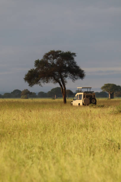 istock Safari Truck 2163807698