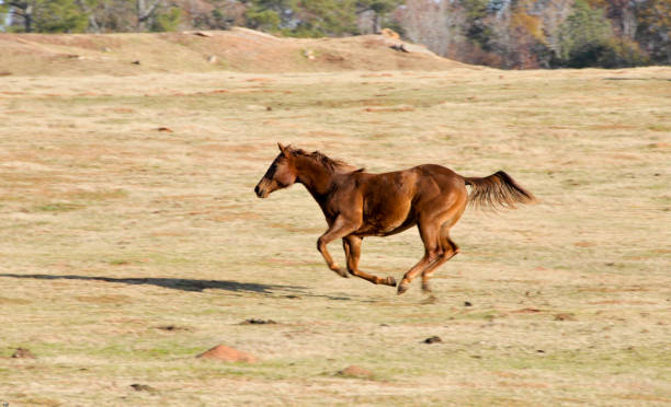 Horse in mid-gallop with all 4 hooves off the ground.