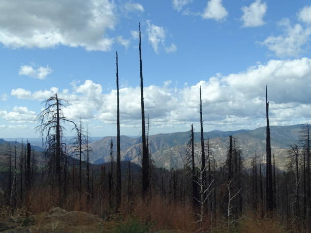 istock Dead trees in Yosemite National Park 2163809890