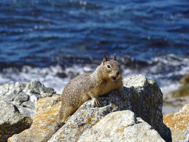 Ground squirrel by the sea