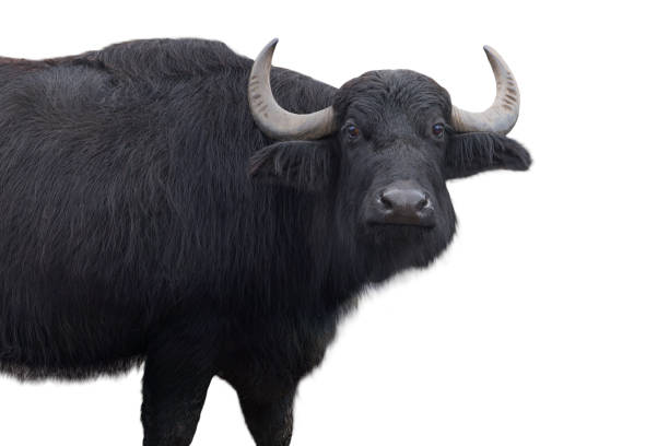 istock Carpathian buffalo isolated on a white 2163810349