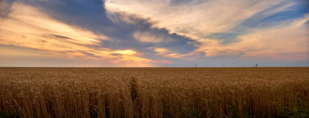 istock wheat grows in a field on a farm at sunset 2163812265