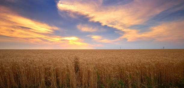 istock wheat grows in a field on a farm at sunset 2163812268