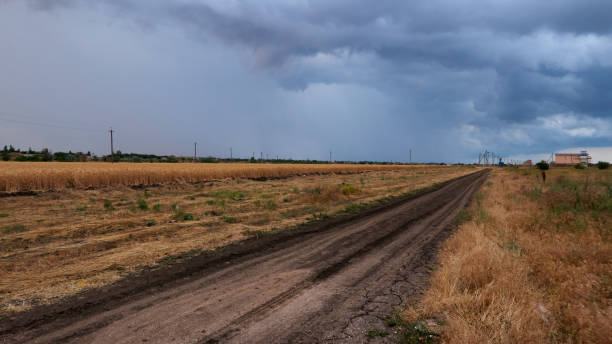 istock wheat grows in a field on a farm at sunset 2163812277