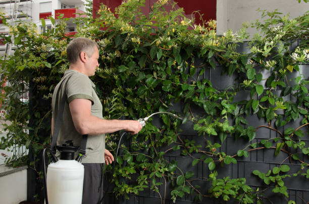 A man with a Compression sprayer sprays the plant.