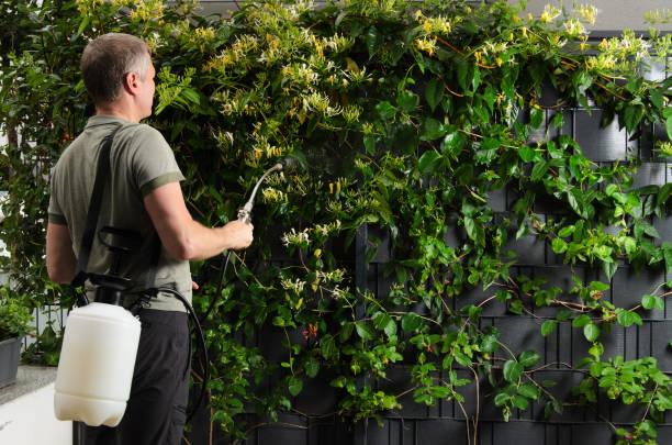 istock A man with a Compression sprayer sprays the plant. 2163813974