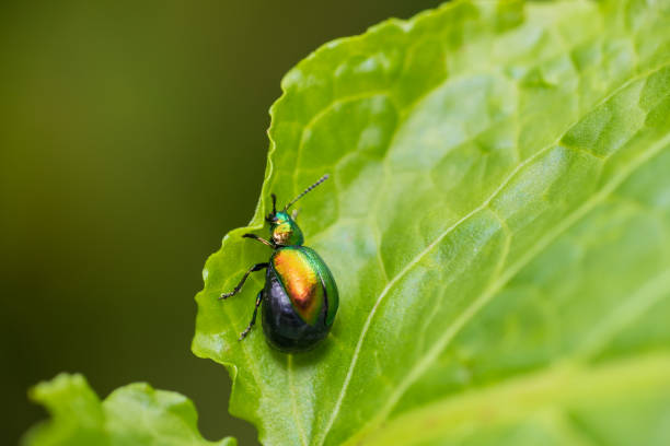 istock Green dock beetle, gastrophysa viridula insect sitting on leaf. Macro animal background 2163816171