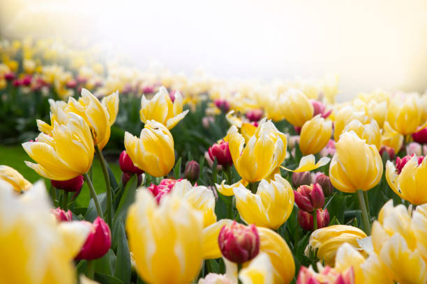 Close-up on elegant yellow and small magenta tulips garden with bright sky as copy space.