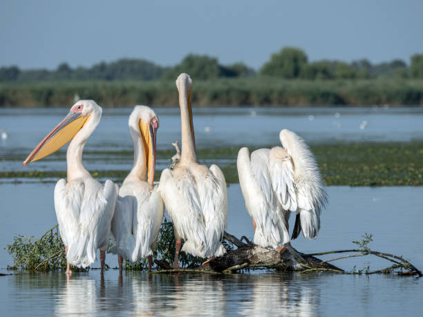 istock Pelicans on Isaccel Lake, Danube Delta, Romania 2163816555