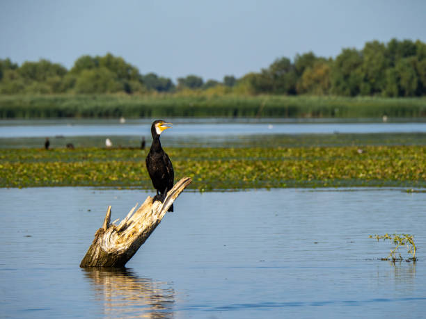 Large cormorant on Isaccel Lake, Danube Delta, Romania
