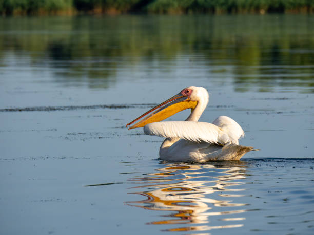 istock Pelican floating on Isaccel Lake, Danube Delta, Romania 2163816587