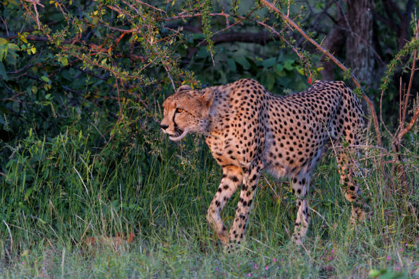 istock Cheetah in Mashatu Game Reserve 2163817845